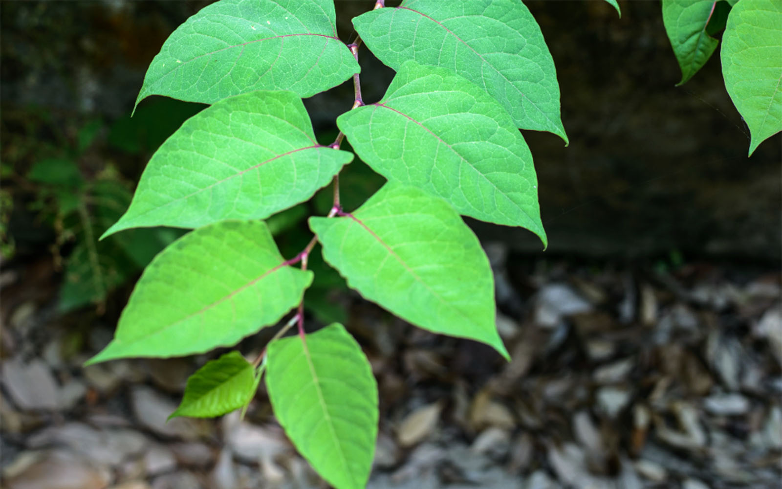 Bright green leaves of summer growth