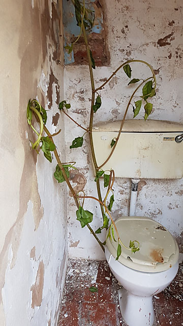 Japanese knotweed overtaking toilet