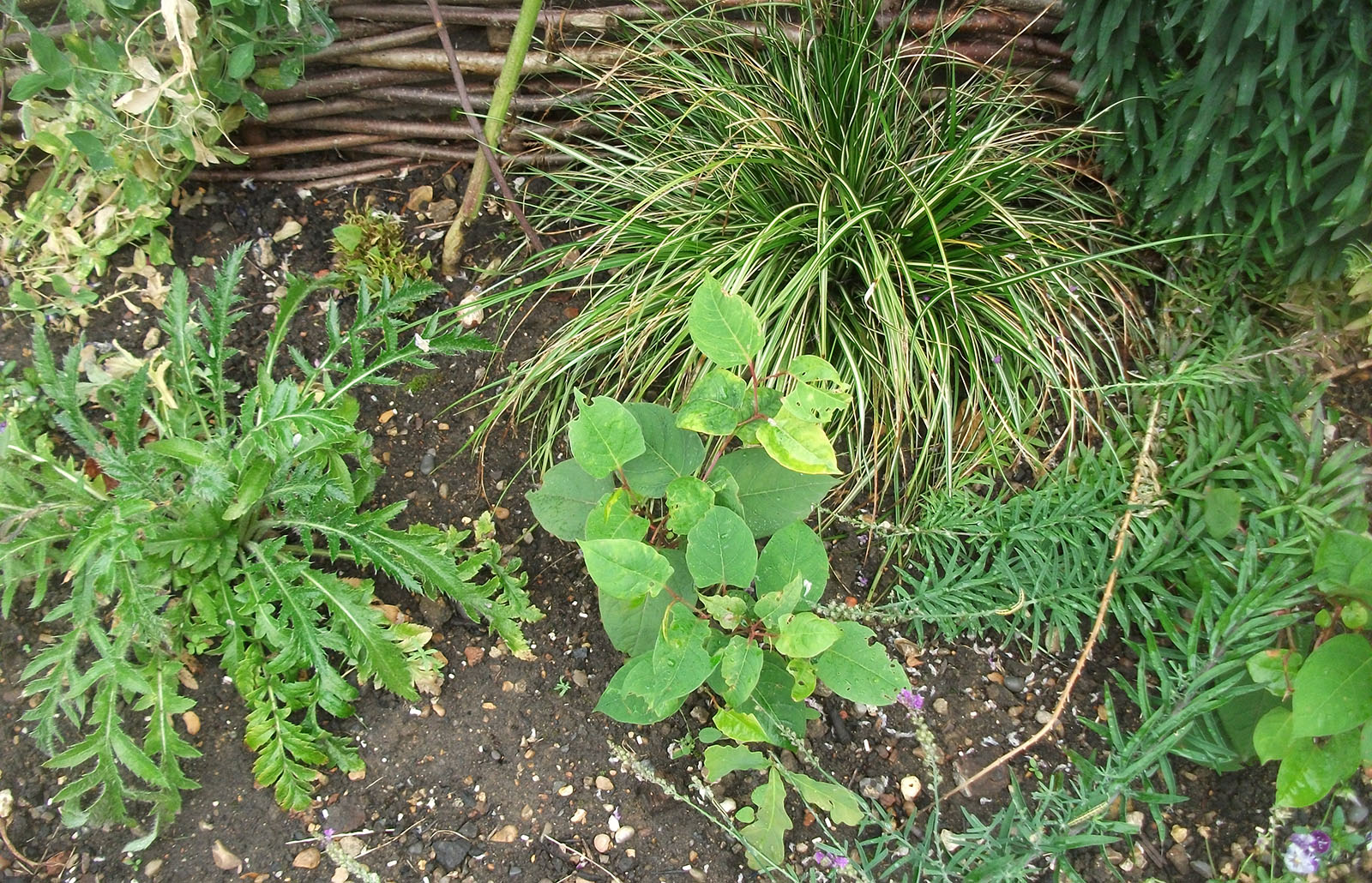 Knotweed hiding amongst garden plants
