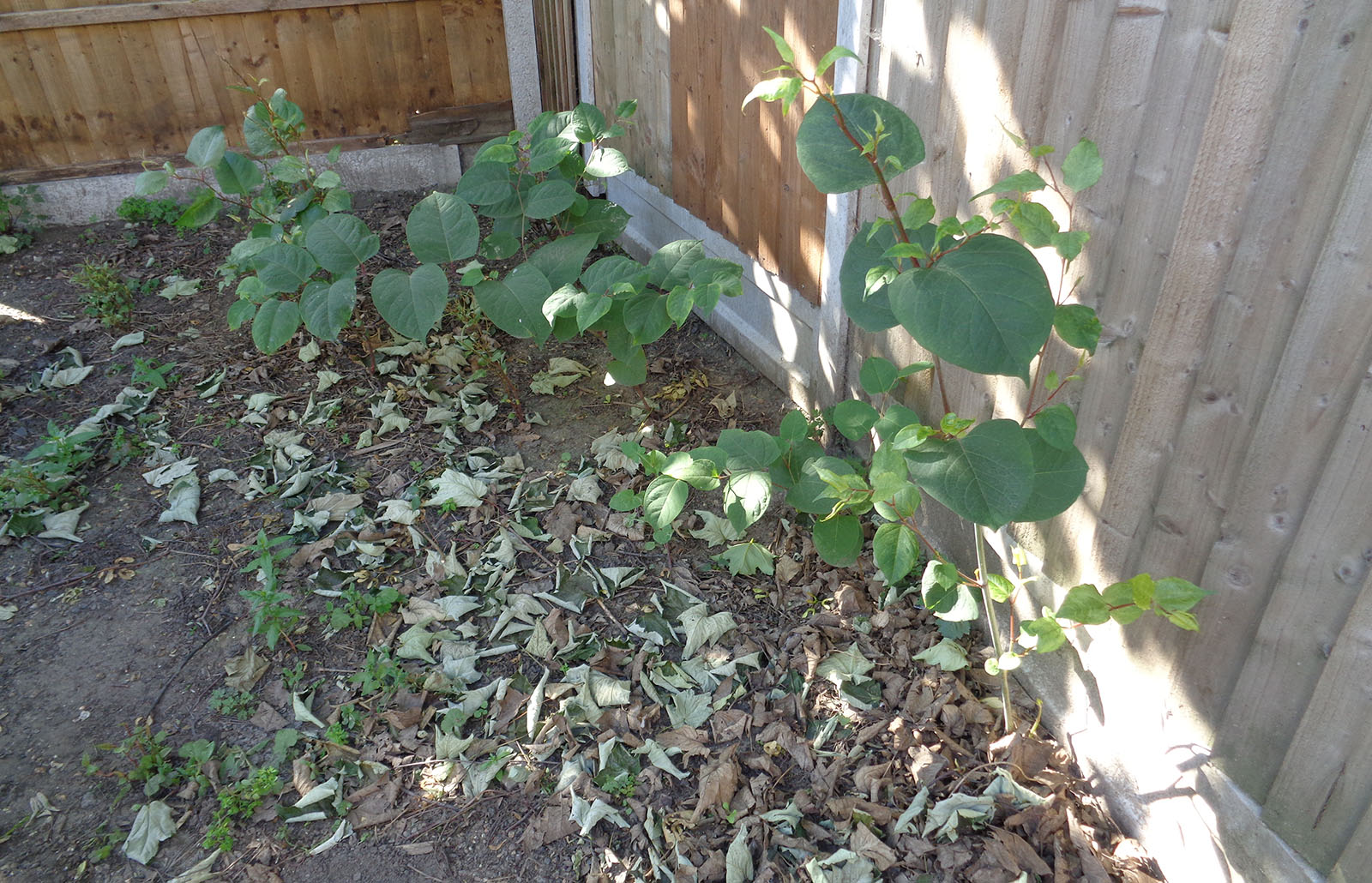 multiple knotweed branches growing in residential garden