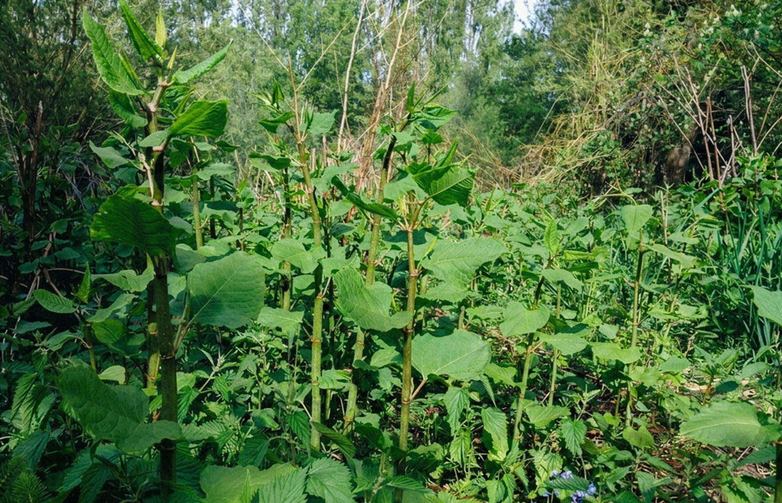 Large giant knotweed infestation