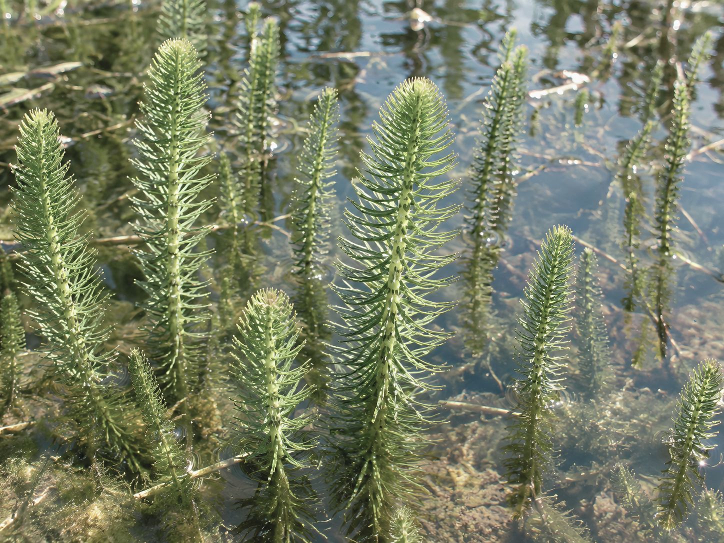 mares tail enjoying its wet habitat