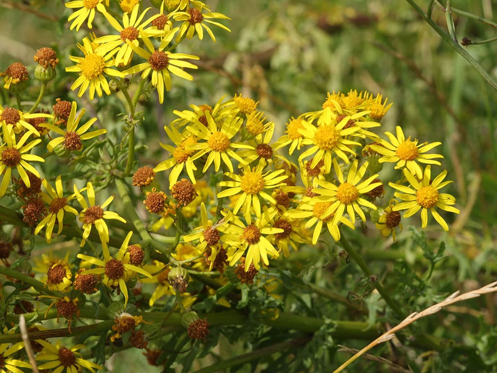 Ragwort flowers and seed heads