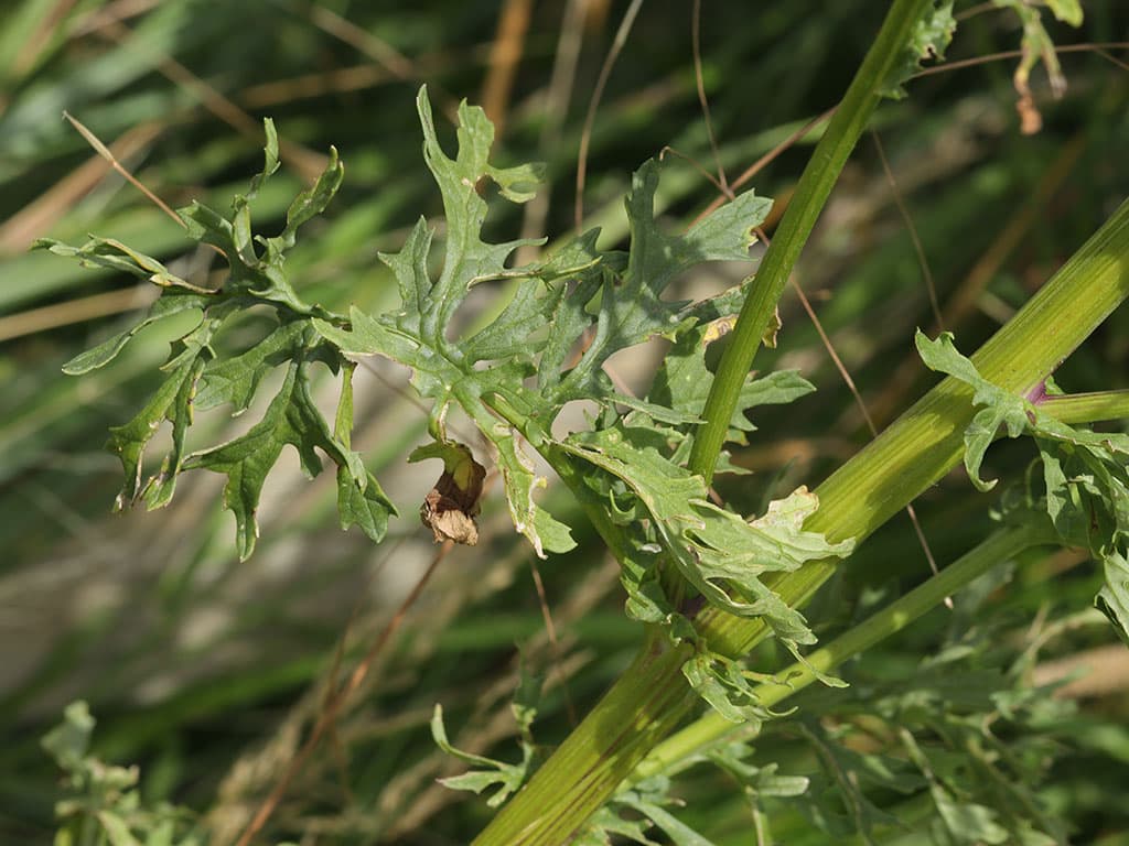 Ragwort leaves