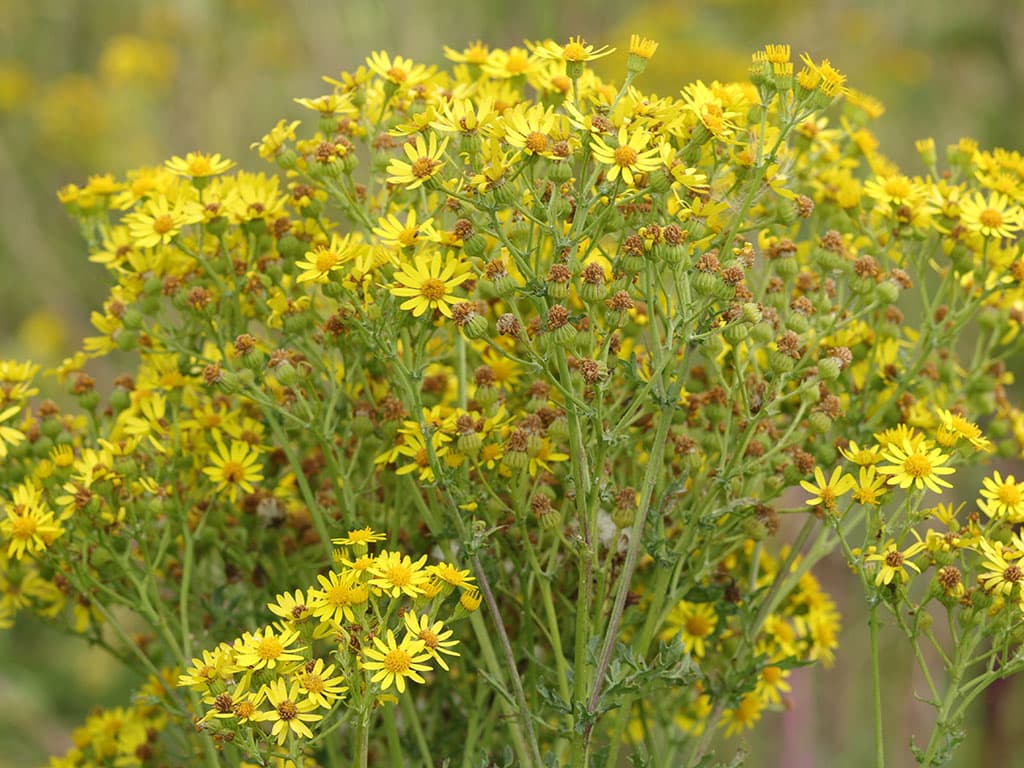 Ragwort growing in farmland