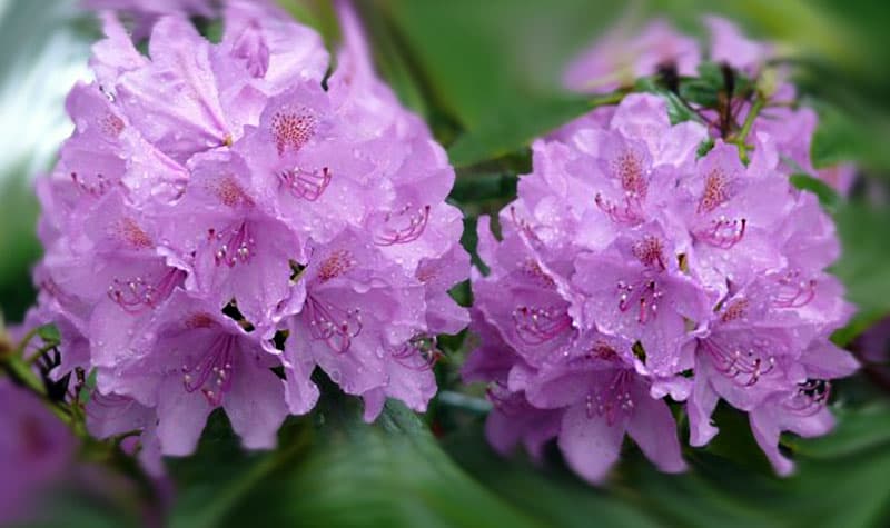 Rhododendron ponticum