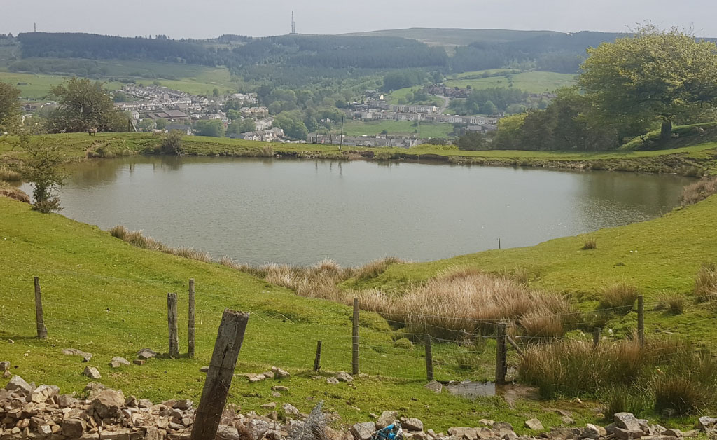 Welsh towns and villages affected by Japanese knotweed