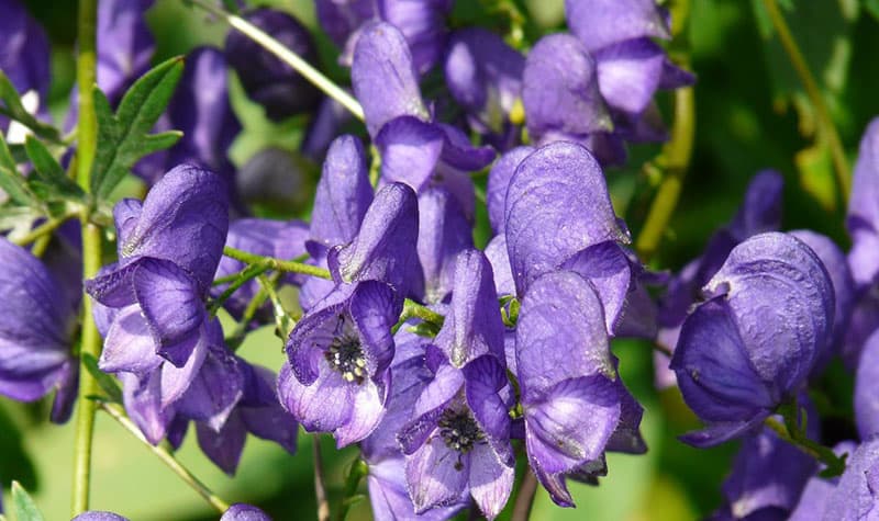 Wolfsbane