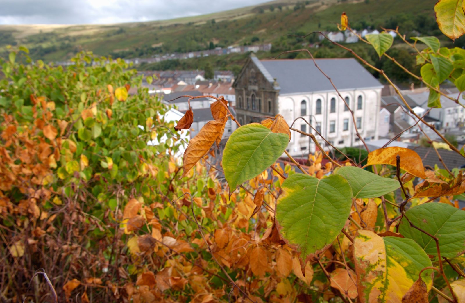 Japanese knotweed beginning to die back