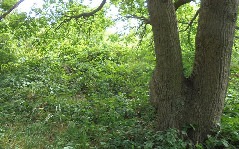 one of 47 trees removed from Islington development site