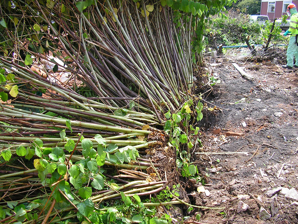 removing Japanese knotweed - dig and dump method