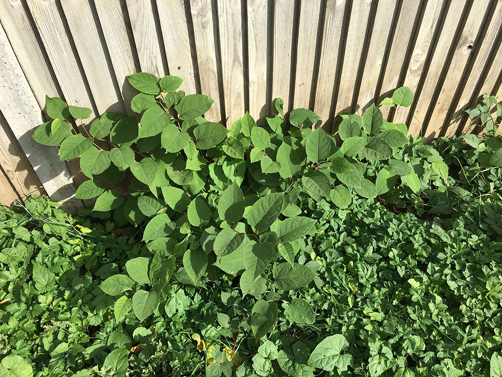 Japanese knotweed growing in residential garden