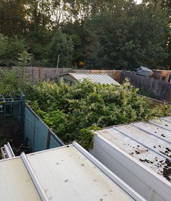 Japanese knotweed growing in neighbours garden