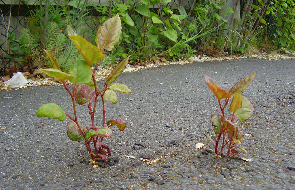 Japanese knotweed shoots in Springtime