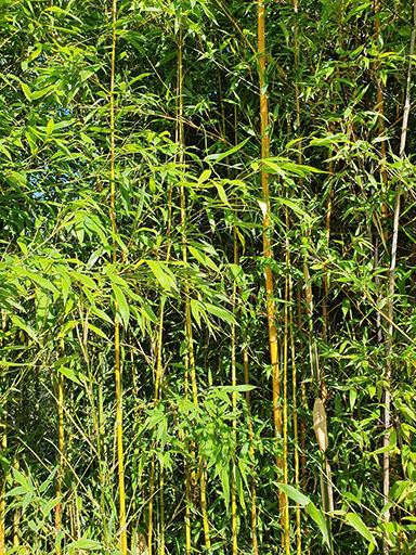 Fish Pole Bamboo
