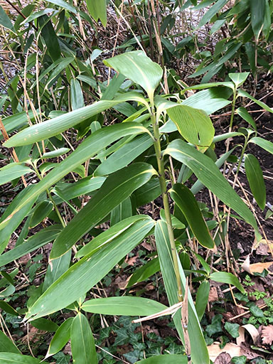 Broad leaved bambo