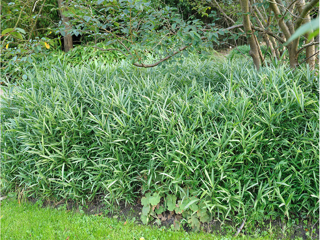 Dwarf white striped bamboo