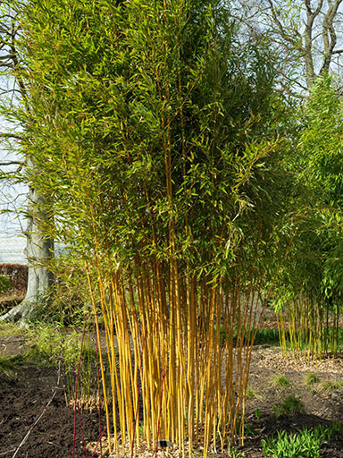  Golden Bamboo