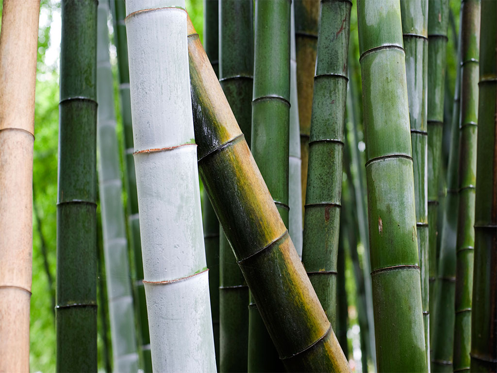 Moso Bamboo