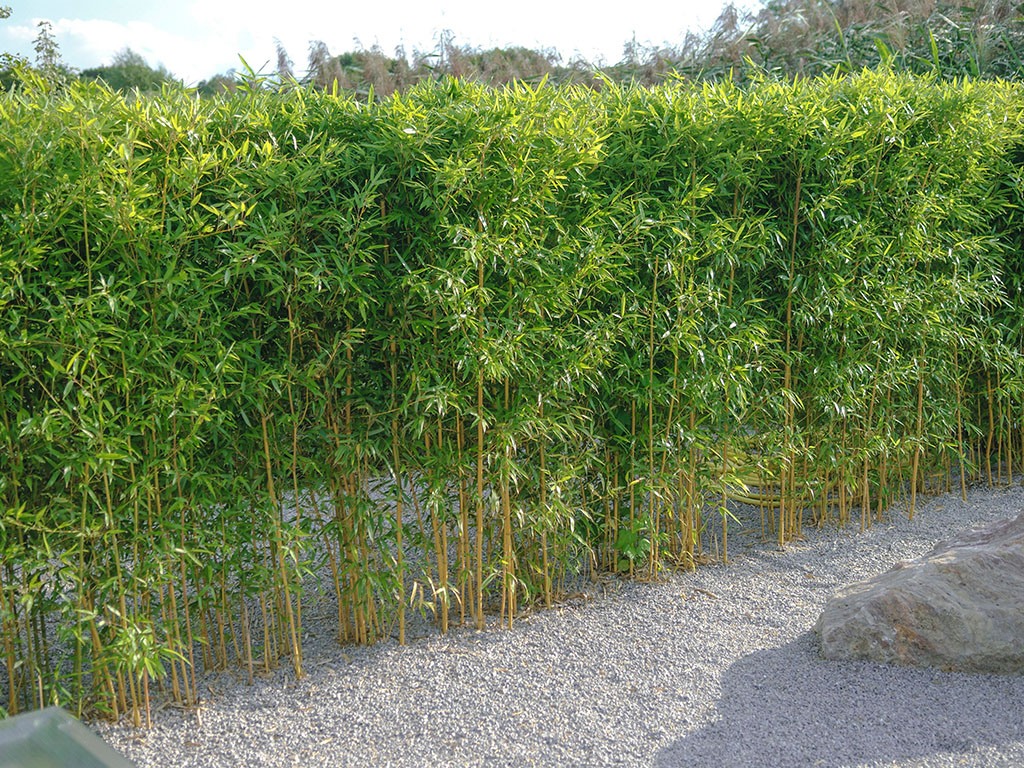 Yellow Grooved Bamboo