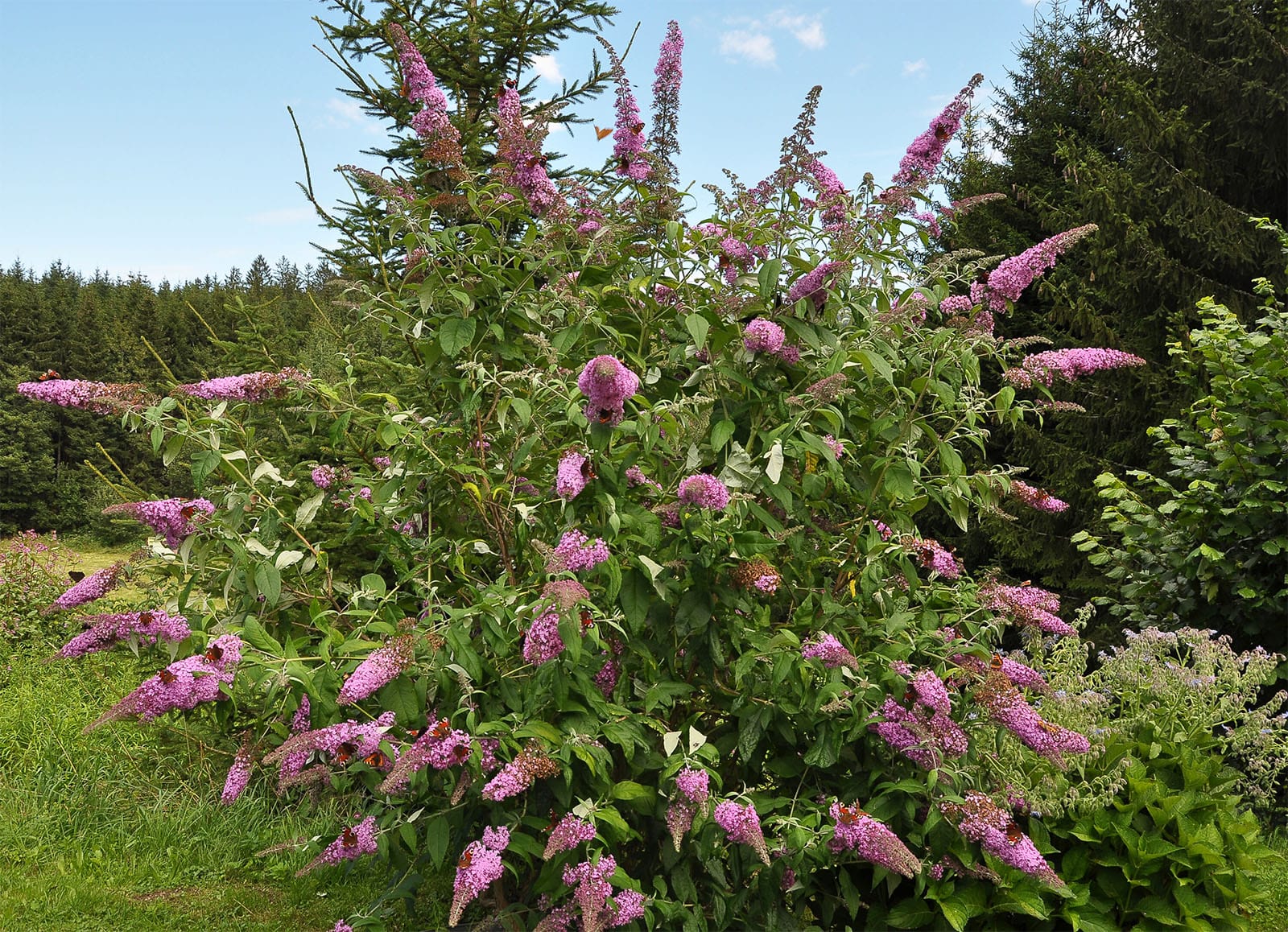 Buddleia growing in UK garden