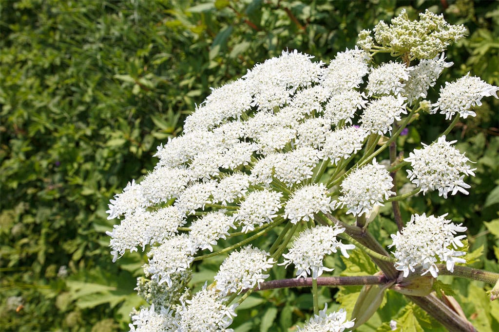 Giant hogweed flower head in summer