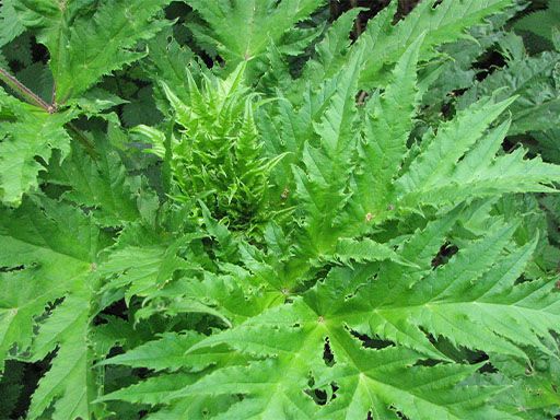 giant hogweed leaves, with jagged edges, similar to those of rhubarb