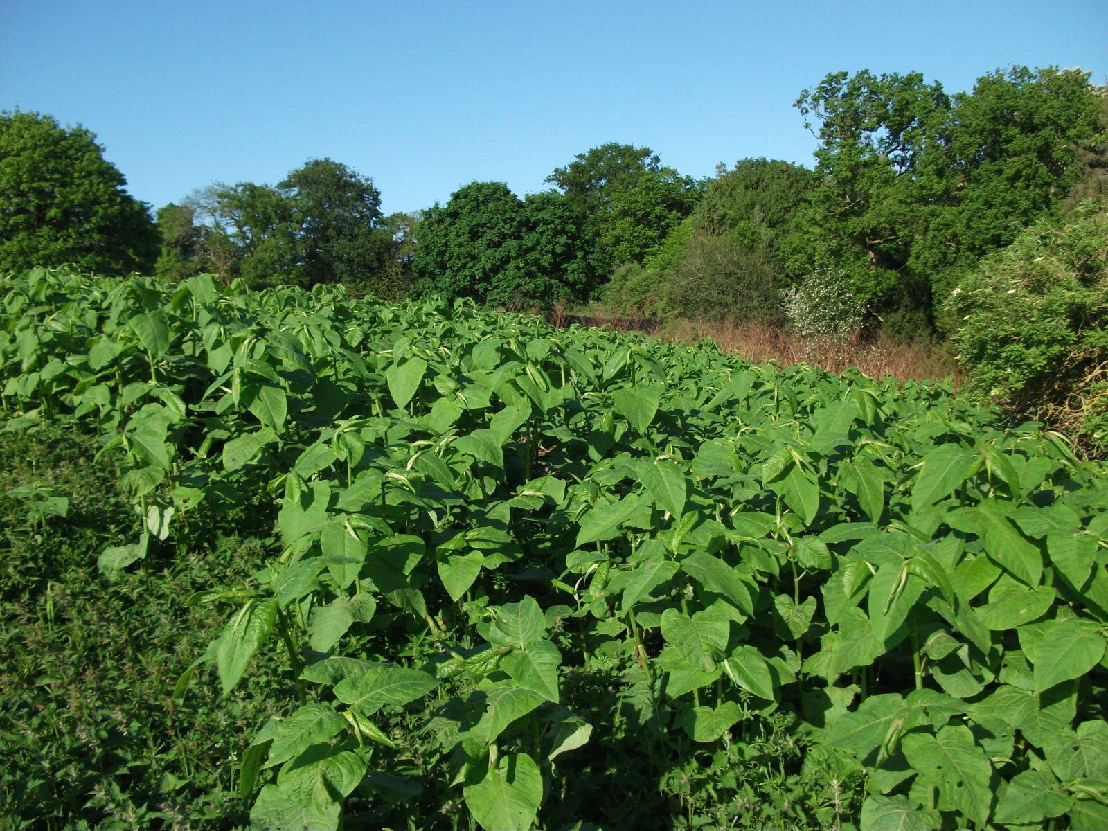 giant knotweed identification, dense growth.