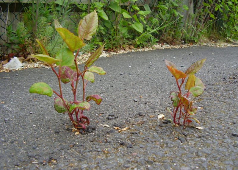 Spring appearance of Japanese knotweed