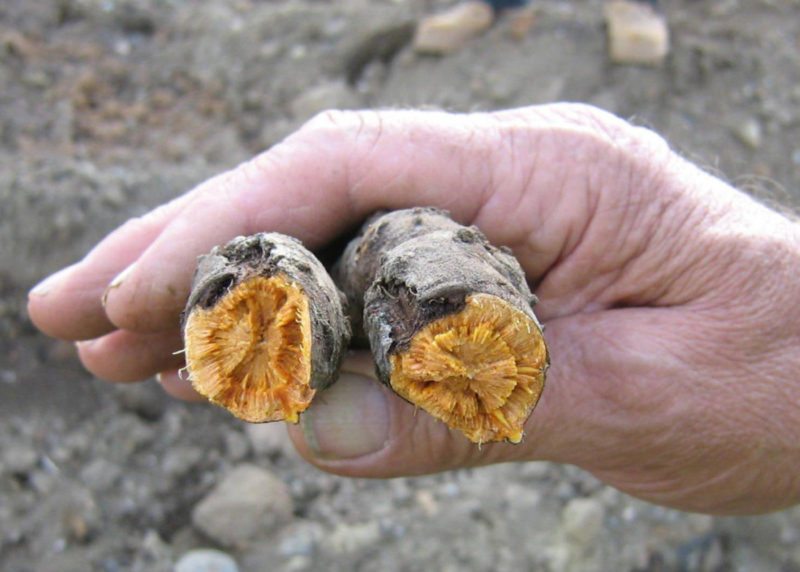 Japanese knotweed rhizome close-up, this can lie dormant underground for year and should be removed to ensure no regrowth is possible.