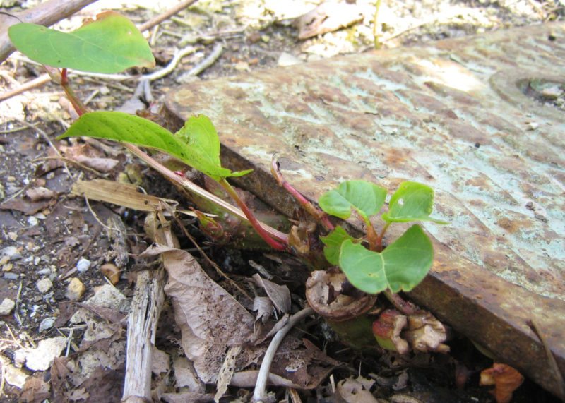 Japanese knotweed growing from under paving stones.