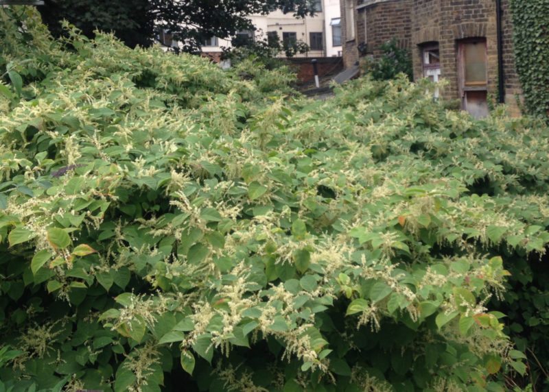 japanese knotweed in late summer