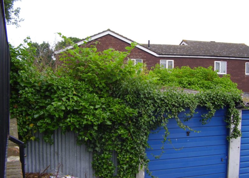 Garage being overtaken by invasive Japanese knotweed