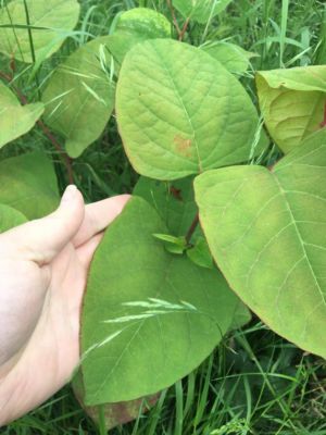 close up of Japanese knotweed leaves