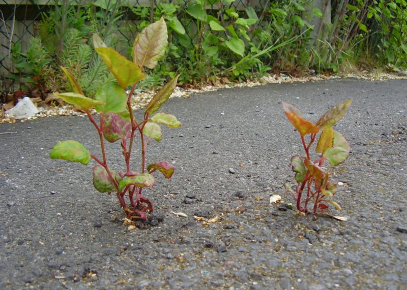 Japanese Knotweed Identification | TCM Soil Solutions