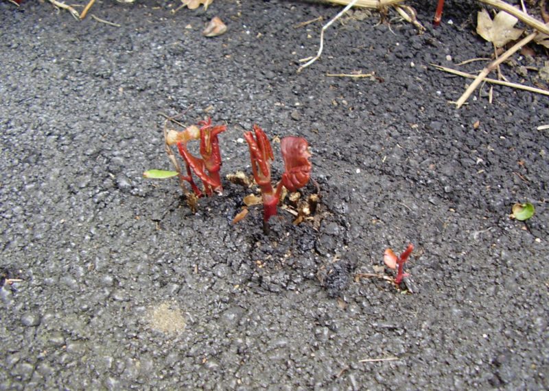 Japanese knotweed in Springtime