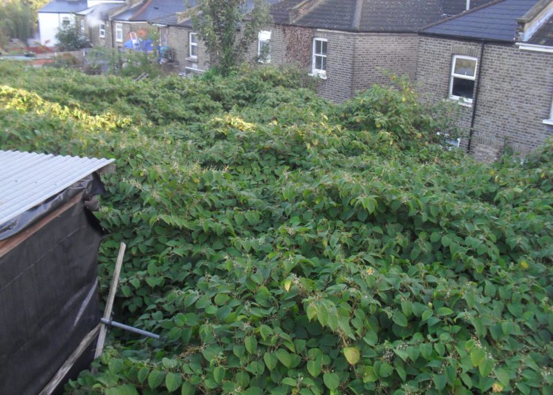 Residential neighbourhood overgrown with Japanese knotweed. 