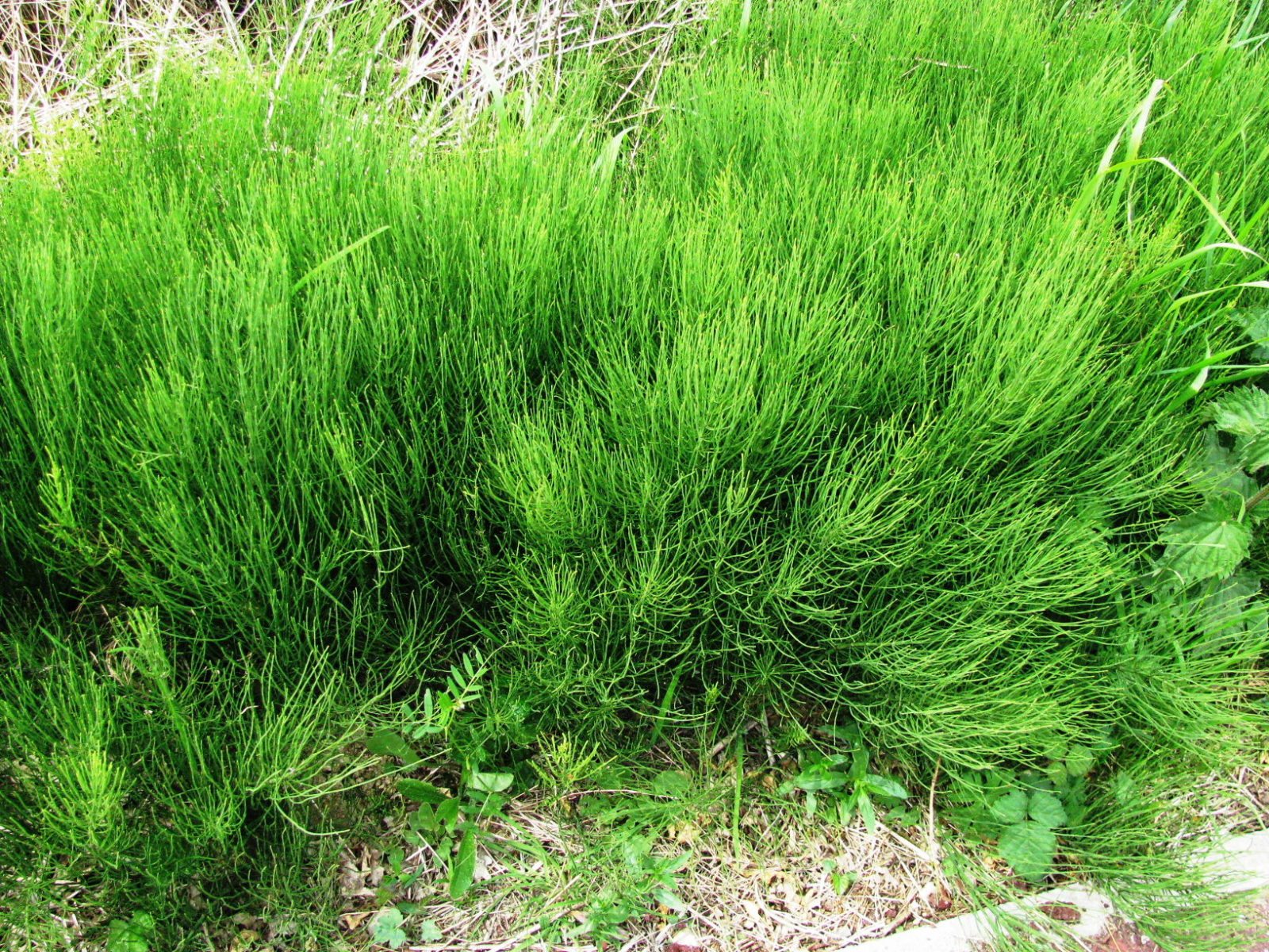 Mare's tail identification, plant growing on wasteland in the UK