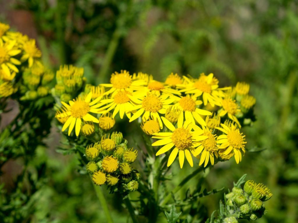 Ragwort flowers and flower heads