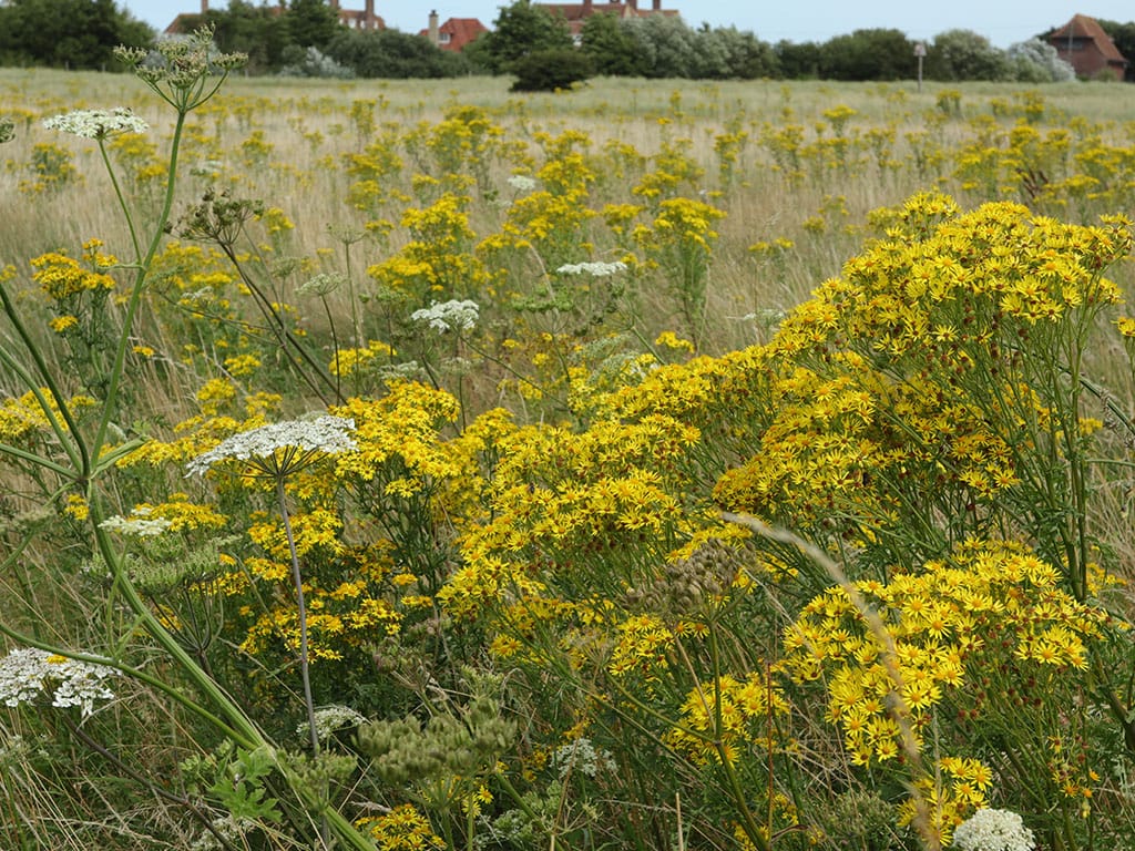 field of invasive ragwort