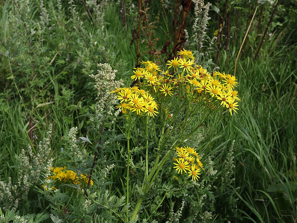 Hoary Ragwort showing foliage