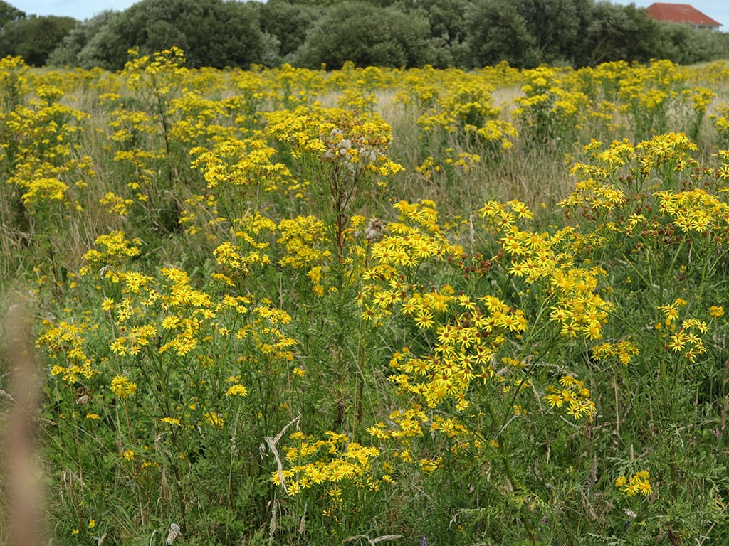 ragwort blooming in summer