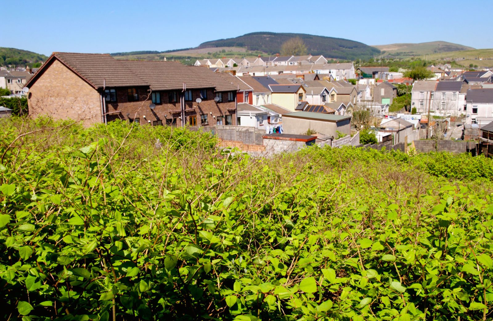 Giant Knotweed