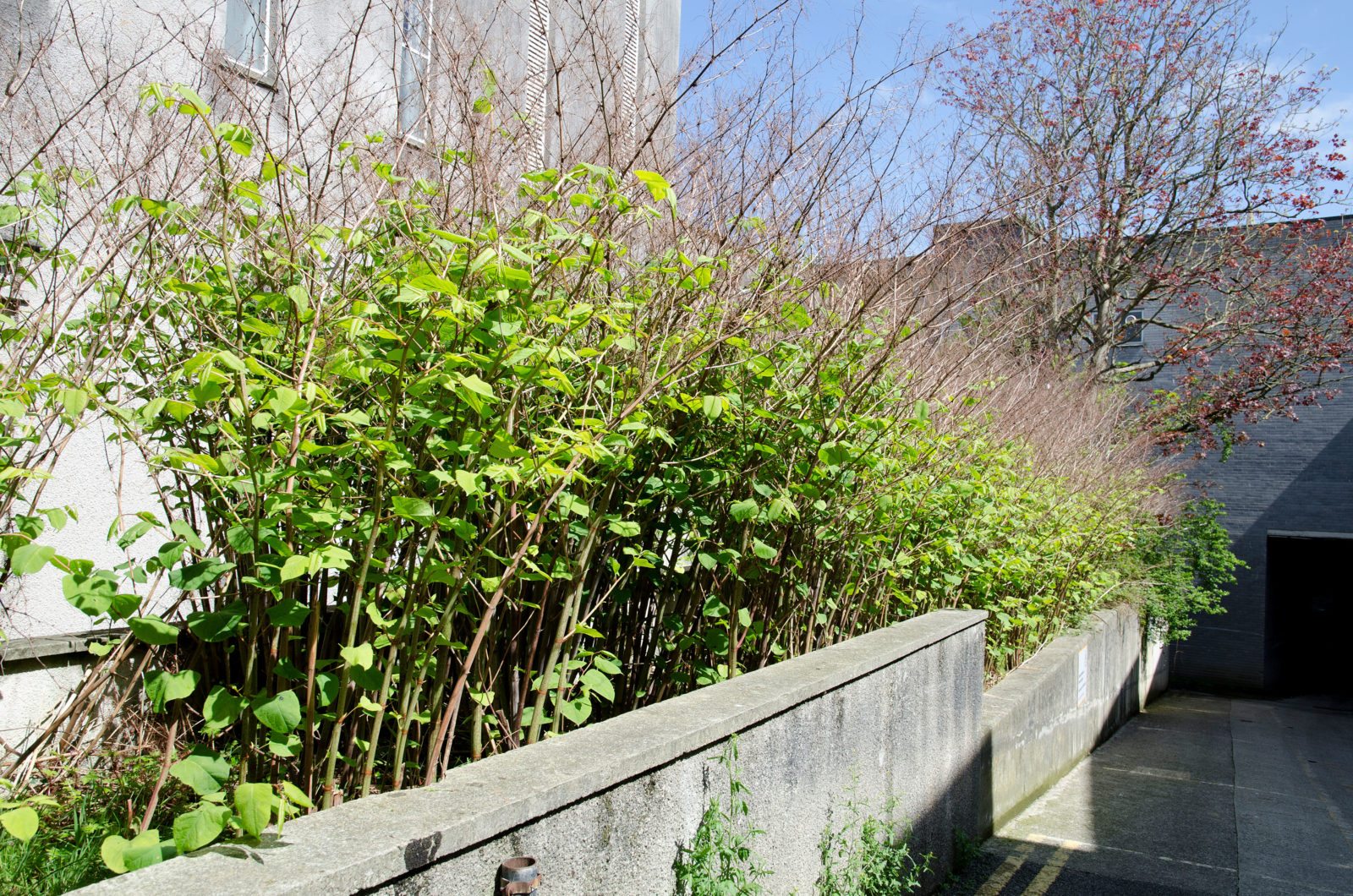 Japanese knotweed growing beside residential property. 