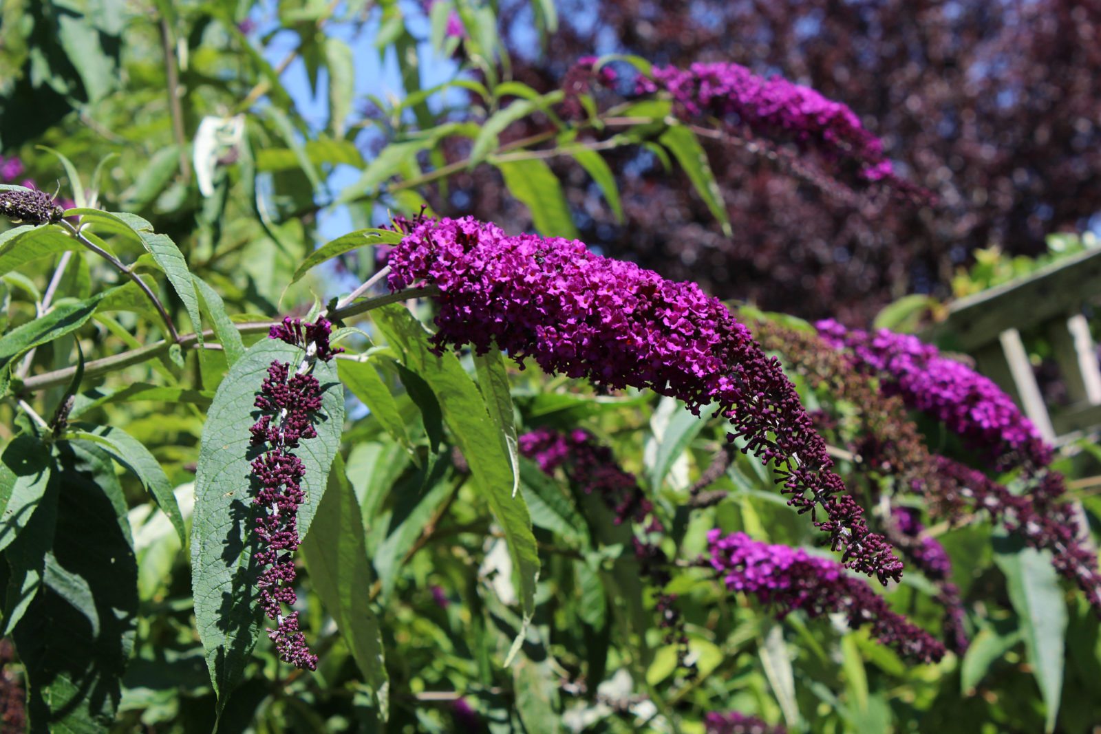 Buddleia, invasive plant species