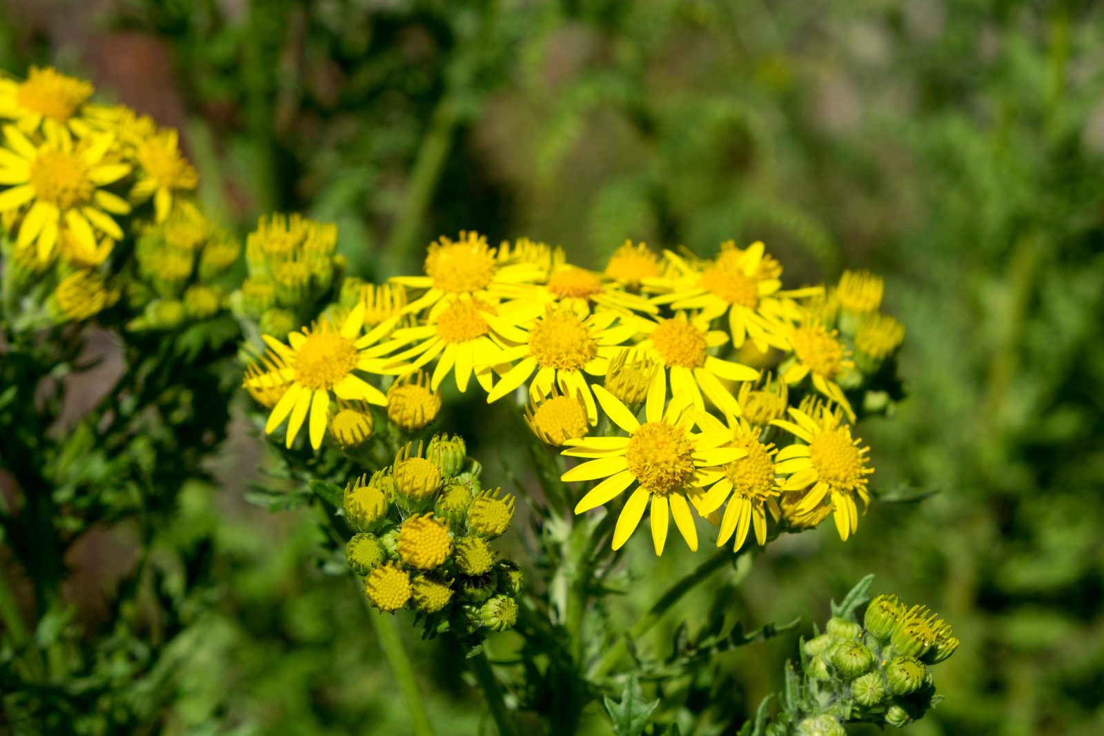 Ragwort, invasive plant species