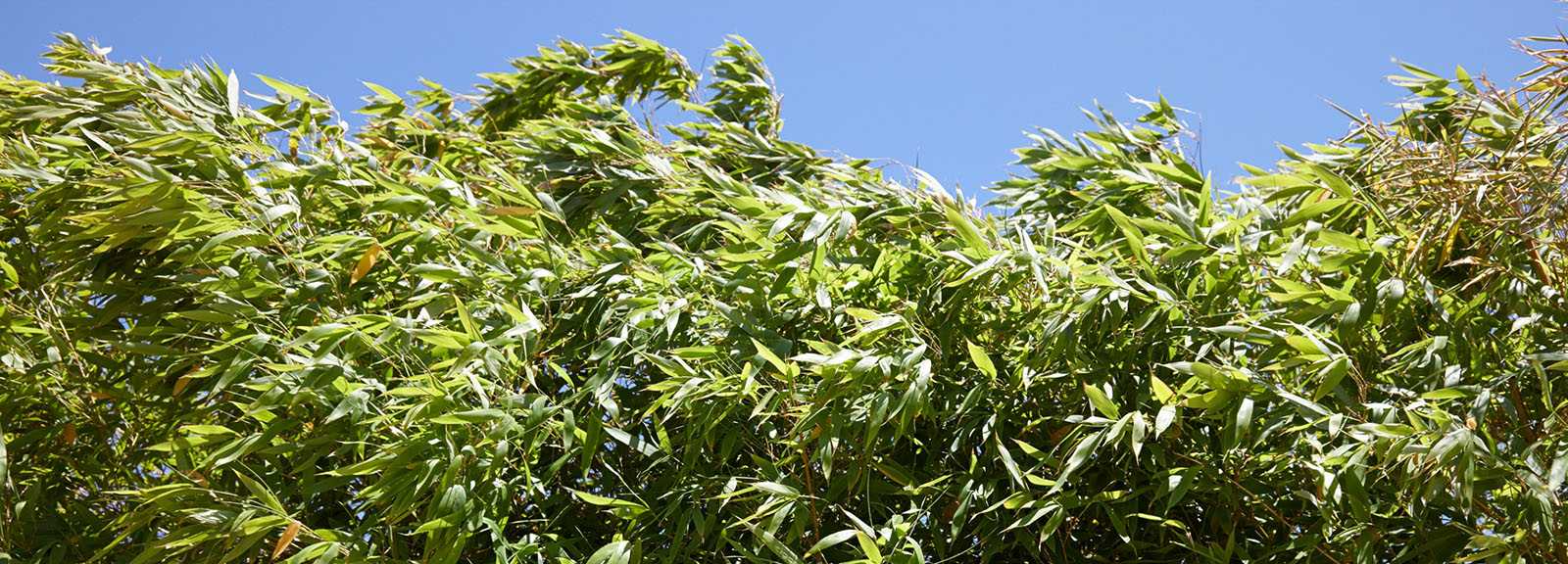 Bamboo Removal Services