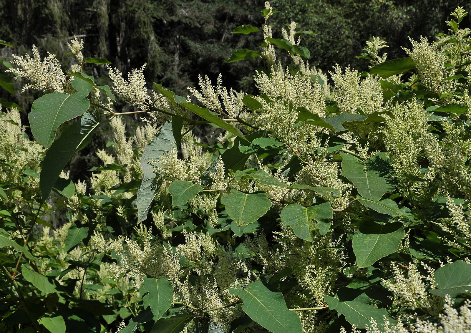 Japanese knotweed in bloom