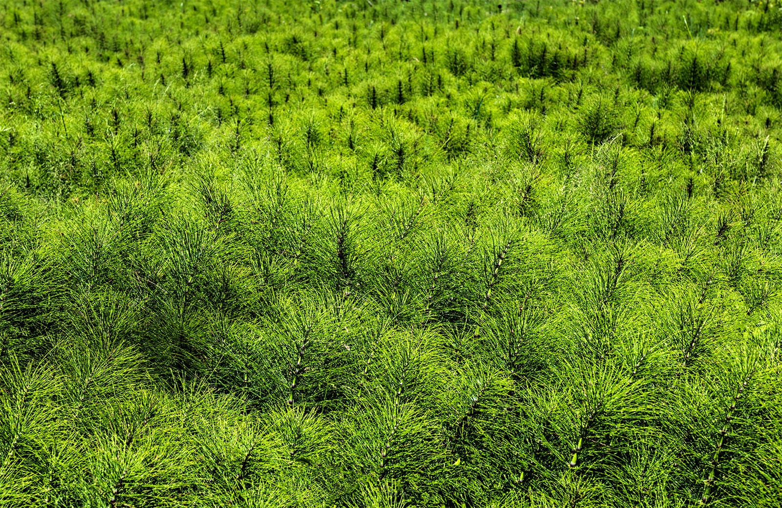 Marestail, invasive plant species