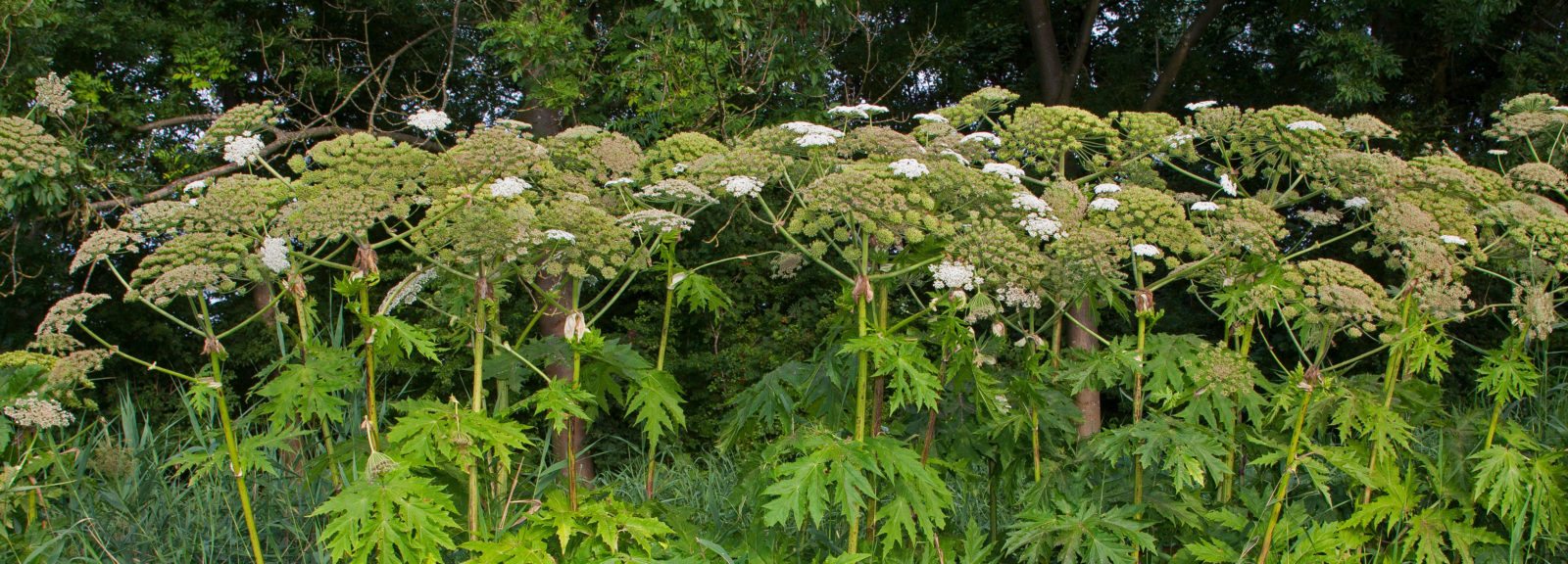 Giant hogweed growing on waste ground in the UK.